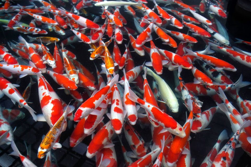 Cara Merawat Warna Ikan  Koi  Terlihat Tajam Ternak Ikan  Koi 